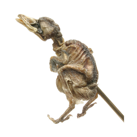 Bird Pin