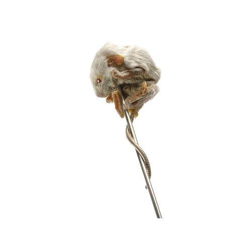 Mouse Pin