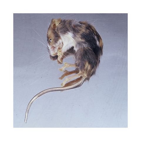 Mouse Brooch