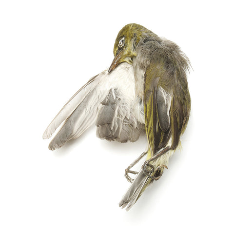 Waxeye Brooch