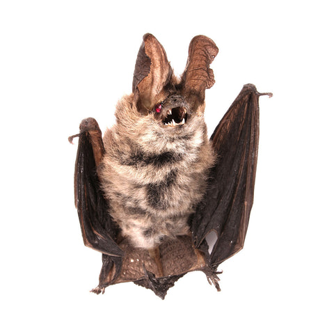 Little Bat