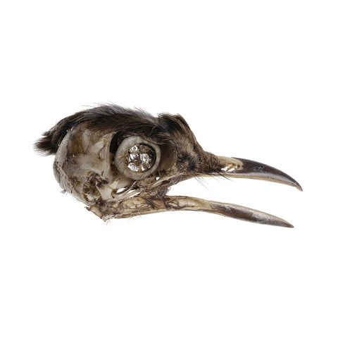Bird Skull Brooch